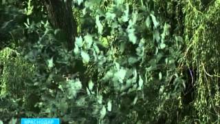 Погода вновь заставила насторожиться всю Кубань