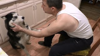 Сибирский Хаски и щекотка в носу ✔