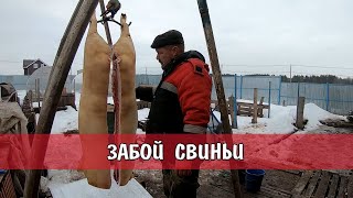 ИСПЫТЫВАЕМ ПРИ ЗАБОЕ САБЕЛЬНУЮ ПИЛУ / ОБРАБОТКА И РАЗДЕЛКА ТУШИ СВИНЬИ