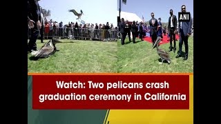 Watch: Two pelicans crash graduation ceremony in California - ANI News