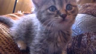 Котёнок кусается!!!