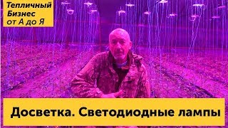 Досветка растений на примере томатов. Светодиодные фитолампы для подсвтетки рассады и растений