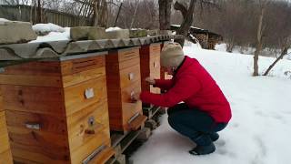 Зимовка пасеки. Прослушка пчел. Наличие корма в ульях. Ревизия пасеки зимой.