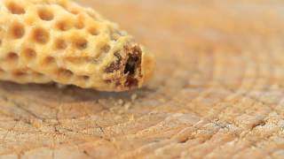 Geburt einer Bienenkönigin