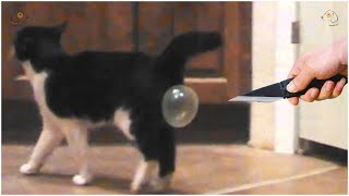 AWW SO FUNNY Super Dogs And Cats Reaction Videos #22