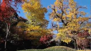 紅葉と黄葉の九品仏（新版）＜東京世田谷 九品仏浄真寺の秋＞
