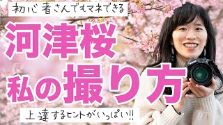 【河津桜】撮影シーン盛り沢山！周りと差がつく桜撮影のポイントをたくさん紹介。初心者でもすぐにマネできるからこれからカメラを始めたい人にも！