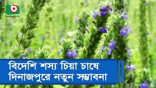 বিদেশি শস্য চিয়া চাষে দিনাজপুরে নতুন সম্ভাবনা