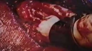 Reaction to 'The Best Splatter/Gore Scenes from Guinea Pig 1-3'  (Horror movie)
