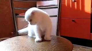 Игривая белая кошечка с голубыми глазками