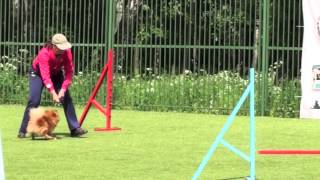 Соревнования по аджилити "DREAM GAMES", 15.06.13 г., СПб, v29