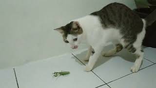 PUTIH SI KUCING VS BELALANG SEMBAH. KUCING MEMILIH MUNDUR.