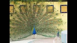 Peacock Mating Dance Antics
