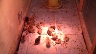 Уход за перепелами 2 х дневного возраста