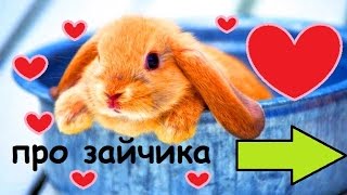♪ ♫Мультик про зайчика для малышей♪ ♫♪ ♫Развивашка с картинками и песенкой♪ ♫♪ ♫
