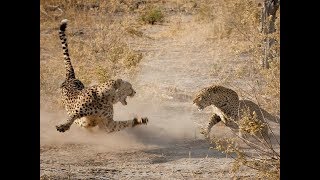 Leopard vs Cheetah real Fight to Death - Wild Animals Attack
