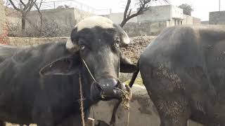 Buffalo Mating first time Very hot Video part 2|| Buffalo full enjoy
