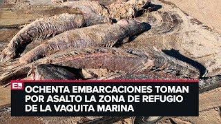 Desbordada la pesca ilegal del pez totoaba en México