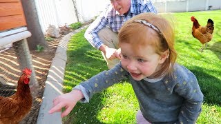 Feeding Animals and Finding Hidden Chicken Eggs!