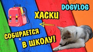 ХАСКИ СОБИРАЕТСЯ В ШКОЛУ! Говорящая собака