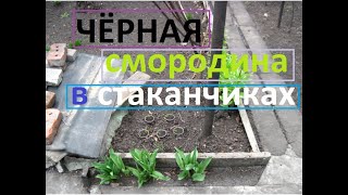 Размножение чёрной смородины в одноразовых стаканчиках