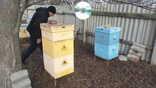 Зимовка бакфаст, карника и местной  пчелы на пасеке  у пчеловода  Алексея.