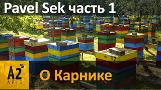Промышленный матковод Paweł Sęk (PL): Австрийская Карника. Что на этот раз!?!