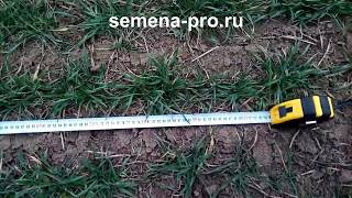 Продолжаю показывать поля с озимой канадской пшеницей