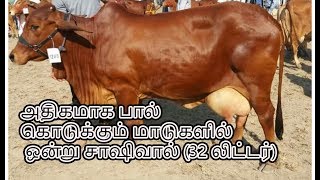 most milking cows is Saswal (32 liters)| அதிகமாக பால் கொடுக்கும் மாடு  சாஷிவால்