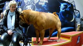 4 Выставка собак, FCI CACIB, , КСУ, Харьков, Локомотив, 26 01 2020, Мраморный Колли