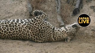 safariLIVE - Sunset Safari - June 19, 2019