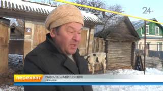 В Высокогорском районе бык насмерть забодал пенсионерку