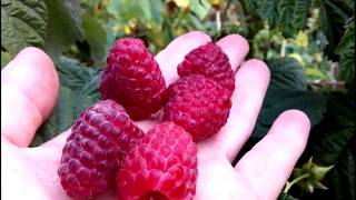 МАЛИНА ЗЮГАНА - ВКУСНЫЙ РЕМОНТАНТНЫЙ СОРТ