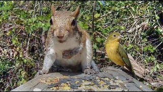 Painted Buntings Arrive and Mother Squirrel Blown By The Wind