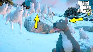 ETRAFIMIZI SARDILAR! YAVRU PİTBULL 13 KAR KURDUYLA KARŞI KARŞIYA! - GTA 5