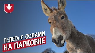Мужчина мастерски выехал с парковки на телеге с ослами в Южной Африке