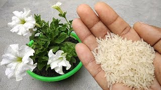Use rice water for any plants as natural fertilizer | Free homemade fertilizer