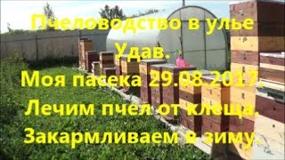 Пчеловодство в улье Удав. Моя пасека 29 08 2017. Лечим пчел от клеща. Закармливаем в зиму.