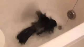 Умный ворон!Прикол!