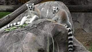 Ring-tailed Lemurs UHD 4K FYV