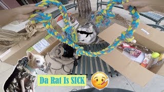 CHIHUAHUA SCREAMS IN AGONY, Siberian Husky Wearing DOG GOGGLES