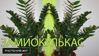 Большой ЗАМИОКУЛЬКАС уход в домашних условиях / Долларовое дерево
