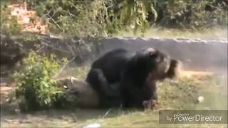 ЖЕСТОКИЕ НАПАДЕНИЯ МЕДВЕДЯ НА ЧЕЛОВЕКА!!! СЛАБОНЕРВНЫМ НЕ СМОТРЕТЬ!!!