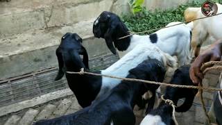 Harga kambing Bakalan jawa randu Dan etawa di pasar kliwon