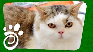 Девять Фактов Про Кошек. Все О Домашних Животных