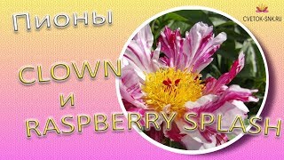 Пионы CLOWN и RASPBERRY SPLASH / Сад Ворошиловой