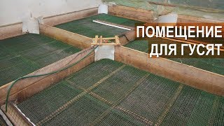 ПОМЕЩЕНИЕ ДЛЯ МОЛОДНЯКА ГУСЕЙ. Ферма Демидовские гуси