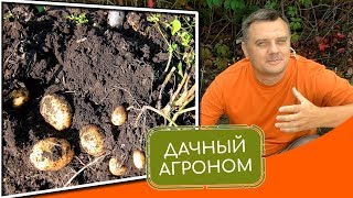 Как посадить картошку: самое важное при посадке картофеля #дачныйагроном