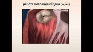 сердечно-сосудистая система