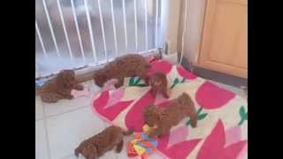 Red teacup poodle playing with mini puppies